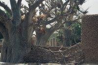 Niger dorp met Baobabs